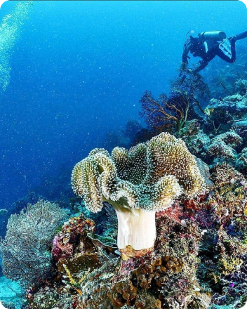 Diving and Snorkeling di Pulau Karampuang