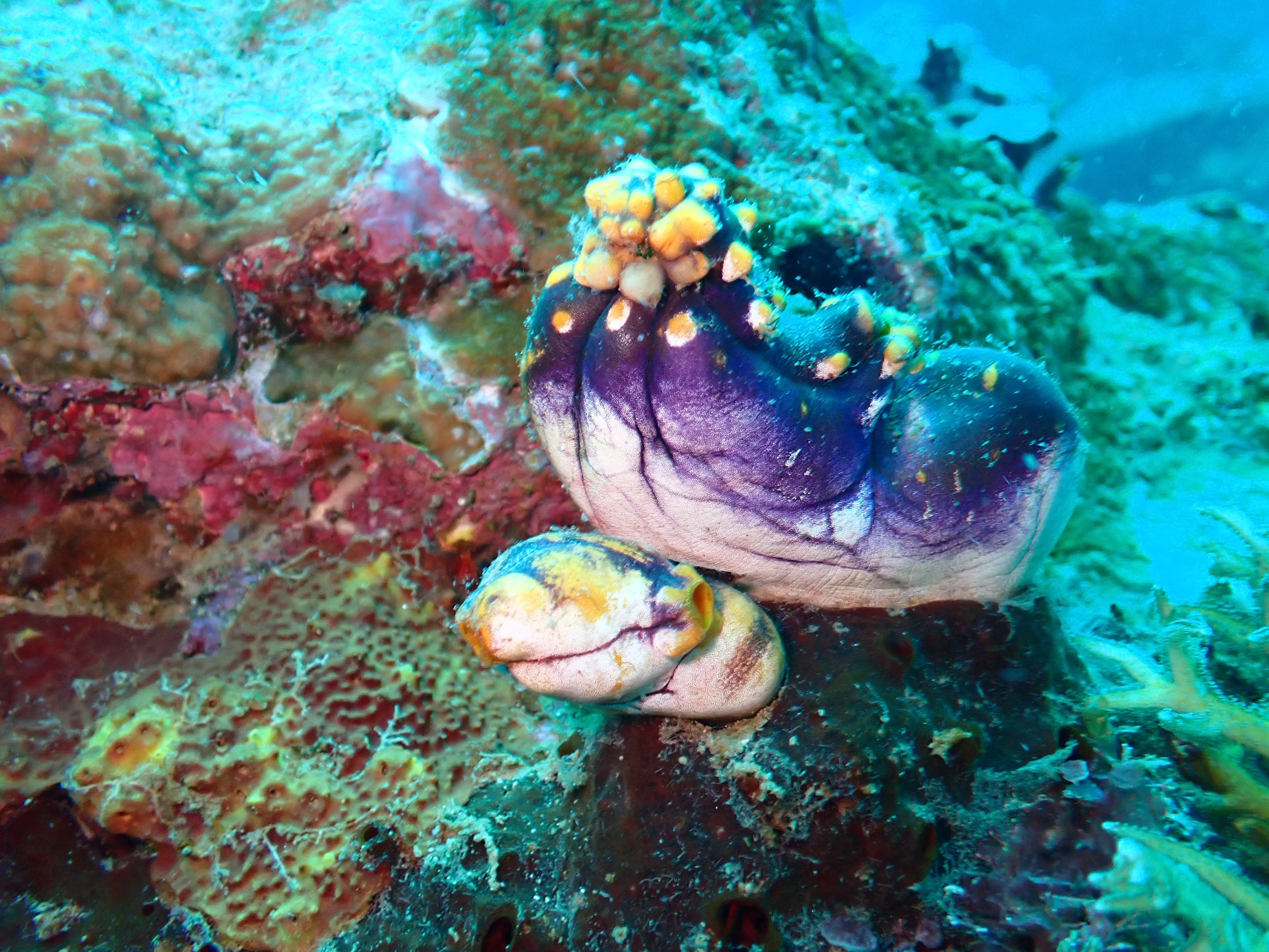 Diving di Karampuang